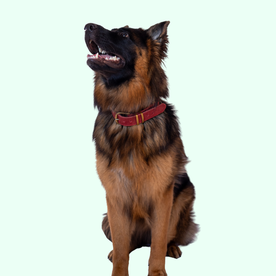 Signature Leather Dog Collar - Red