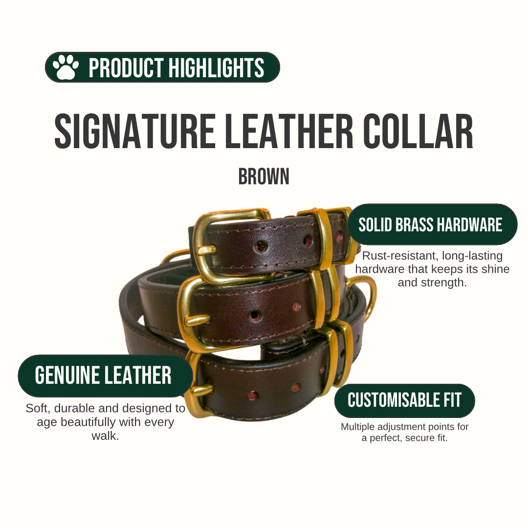 Brown leather collar with gold hardware on a white background, featuring product highlights.