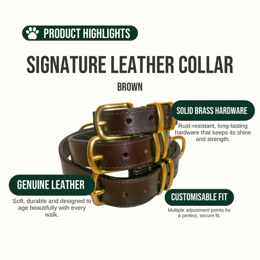 Brown leather collar with gold hardware on a white background, featuring product highlights.