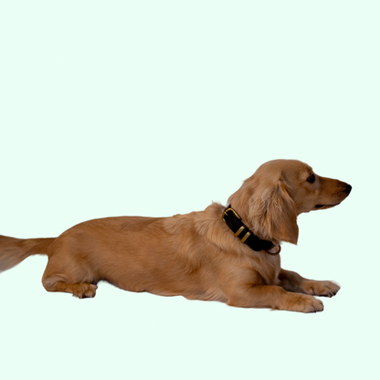 Signature Leather Dog Collar - Black