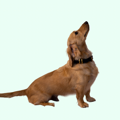 Signature Leather Dog Collar - Black