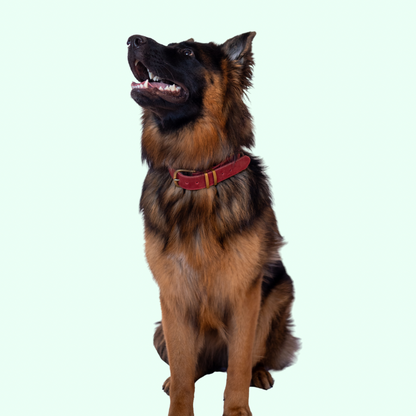 Signature Leather Dog Collar - Red
