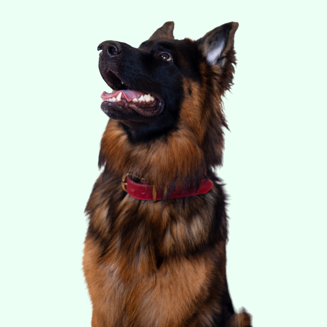 Signature Leather Dog Collar - Red