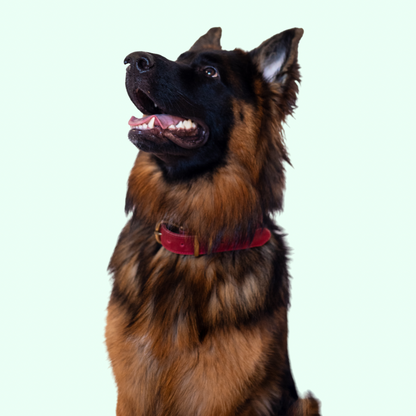 Signature Leather Dog Collar - Red