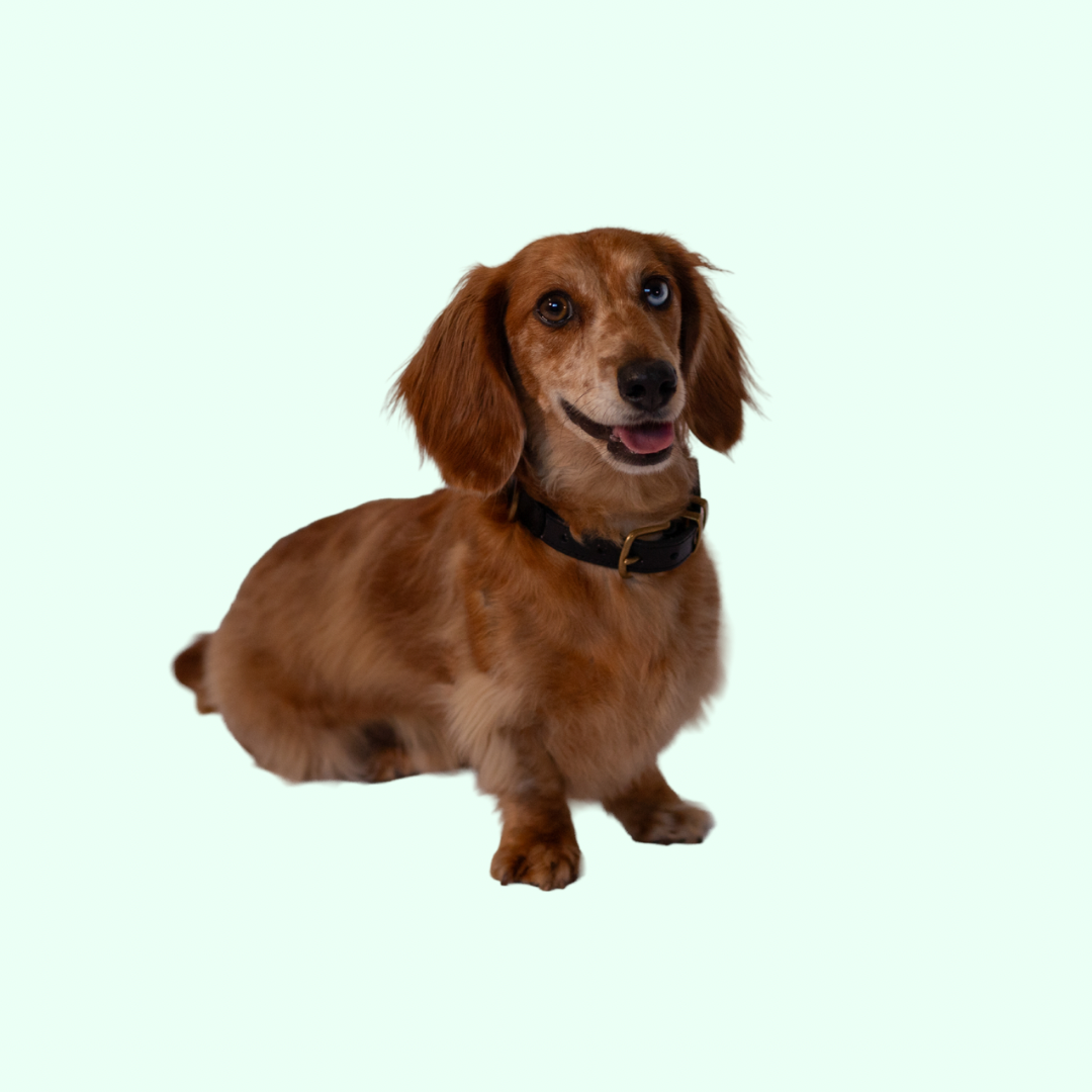 Signature Leather Dog Collar - Brown