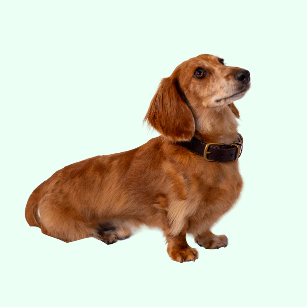 Signature Leather Dog Collar - Brown